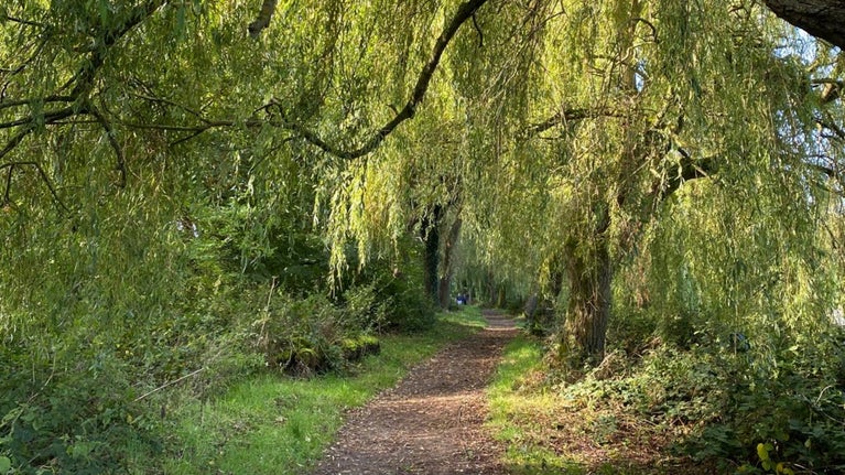Path leading through trees in autumn colour at Staunton Harold Derbyshire